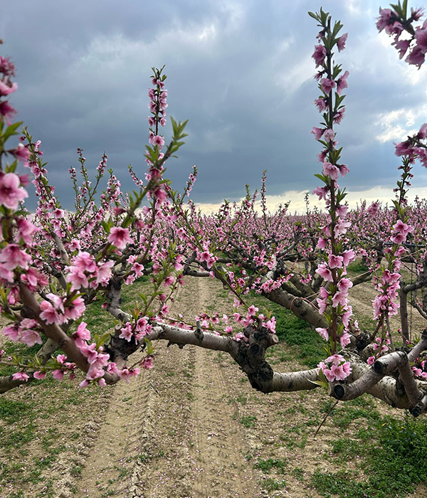 Pesco in fiore, Puglia